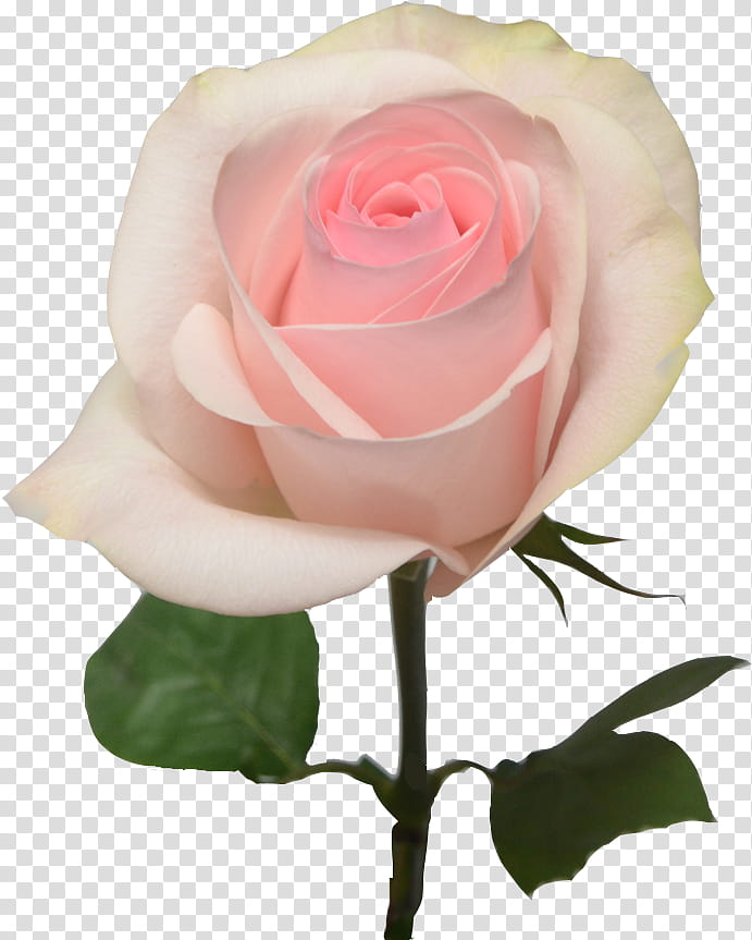 Light Bulb, Rose, Light, Pink Flowers, Garden Roses, Cut Flowers, Pastel, Vase transparent background PNG clipart