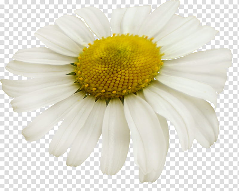 Chamomile, white daisy flower transparent background PNG clipart