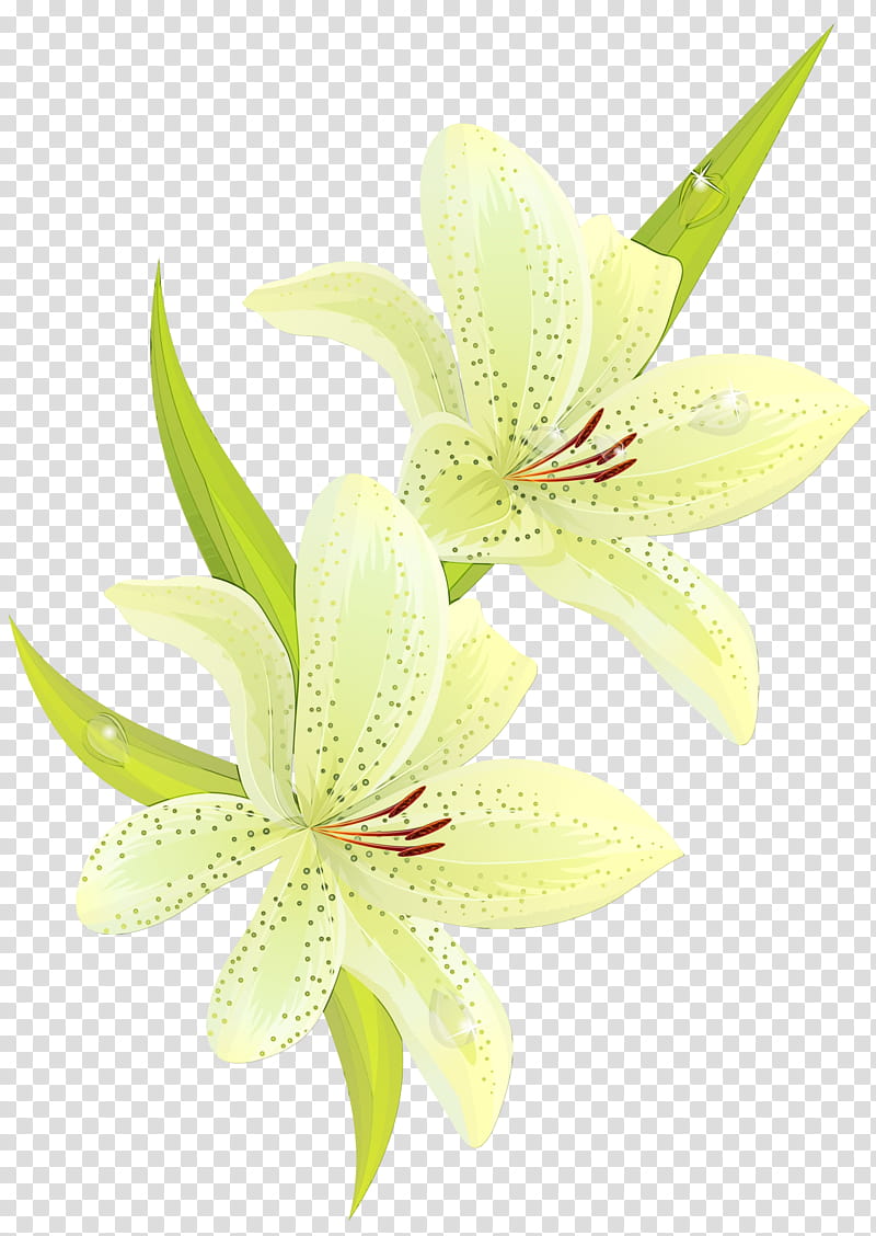 white flower petal lily plant, Watercolor, Paint, Wet Ink, Yellow, Stargazer Lily, Cut Flowers, Lily Family transparent background PNG clipart