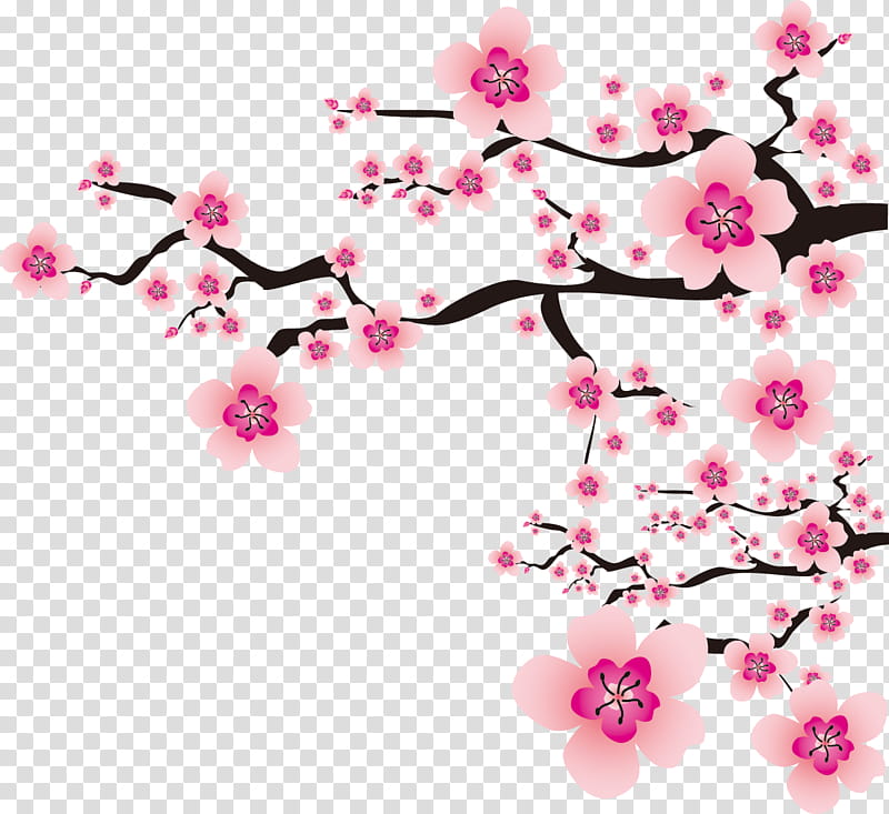 Flowers Cherry, pink cherry blossoms illustration transparent background PNG clipart