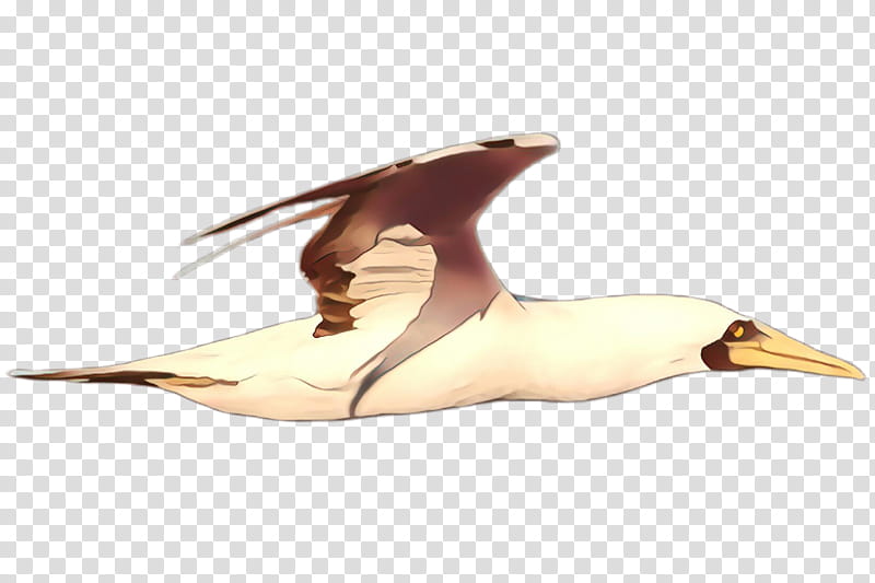 bird seabird gannet beak water bird, Cartoon, Suliformes transparent background PNG clipart