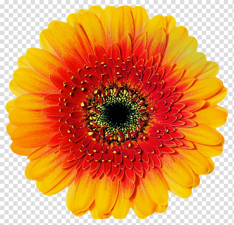 Arizona Gerbera Daisy transparent background PNG clipart