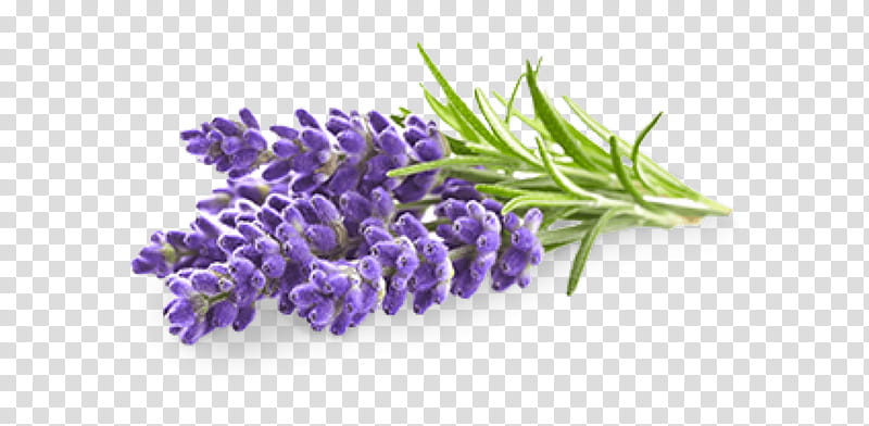 Lavender Flower, English Lavender, Lavender Oil, Essential Oil, Aromatherapy, Plants, Purple, Violet transparent background PNG clipart