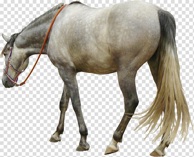 grey andalusian horse walking precut, gray and white horse transparent background PNG clipart