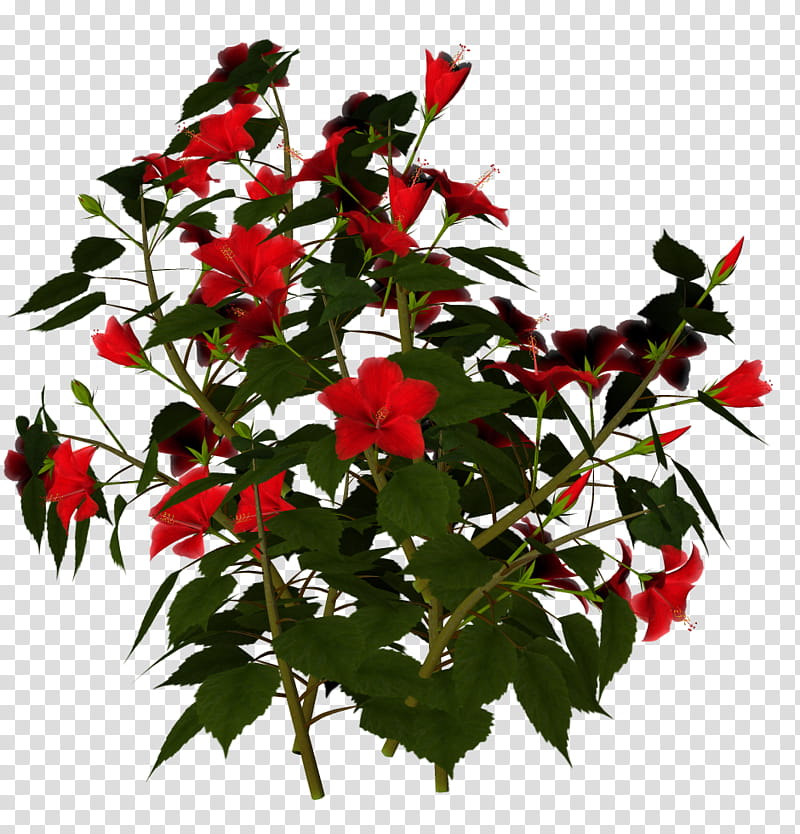 TWD Hibiscus Flowers, red flowers transparent background PNG clipart
