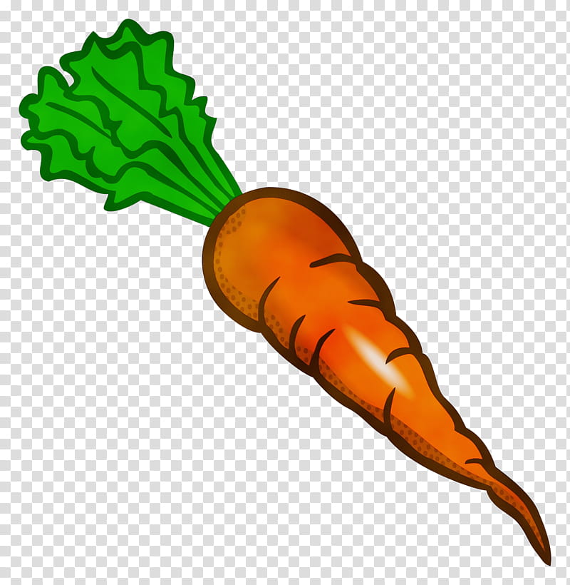 carrot root vegetable vegetable daikon baby carrot, Watercolor, Paint, Wet Ink, Radish, Wild Carrot, Leaf, Plant transparent background PNG clipart