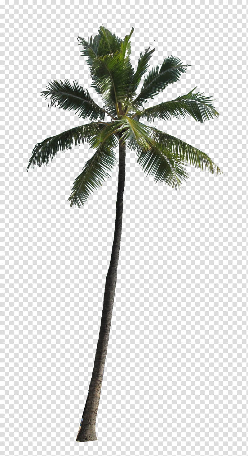 Palm , green coconut palm tree transparent background PNG clipart