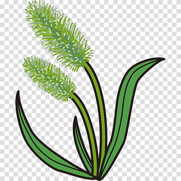 Family Tree, Grasses, Setaria Viridis, Microsoft PowerPoint, Plants, Leaf, Plant Stem, Template transparent background PNG clipart