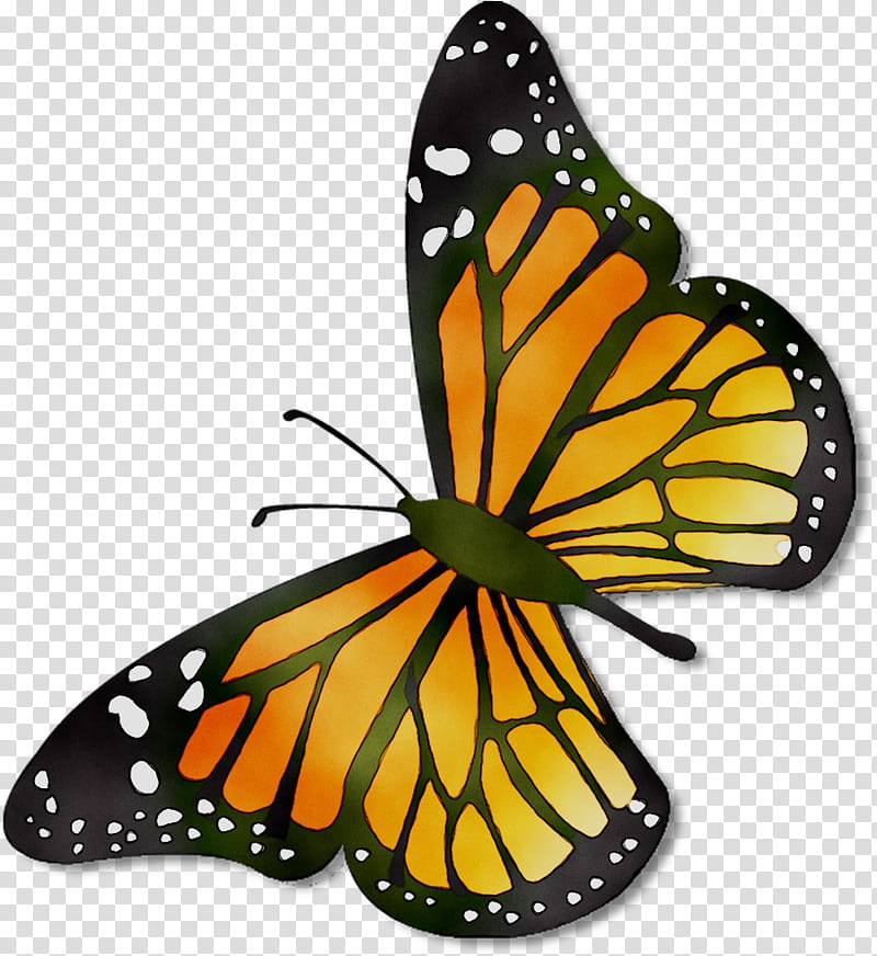 Monarch Butterfly, Pieridae, Brushfooted Butterflies, Template, Document, Pdf, Paper, Color transparent background PNG clipart