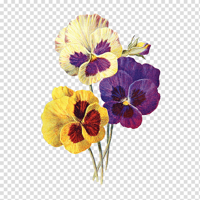 violet, yellow and white pansies transparent background PNG clipart