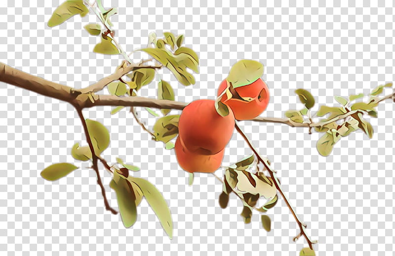 plant branch flower fruit tree, Woody Plant, Twig, Rose Hip, Food transparent background PNG clipart