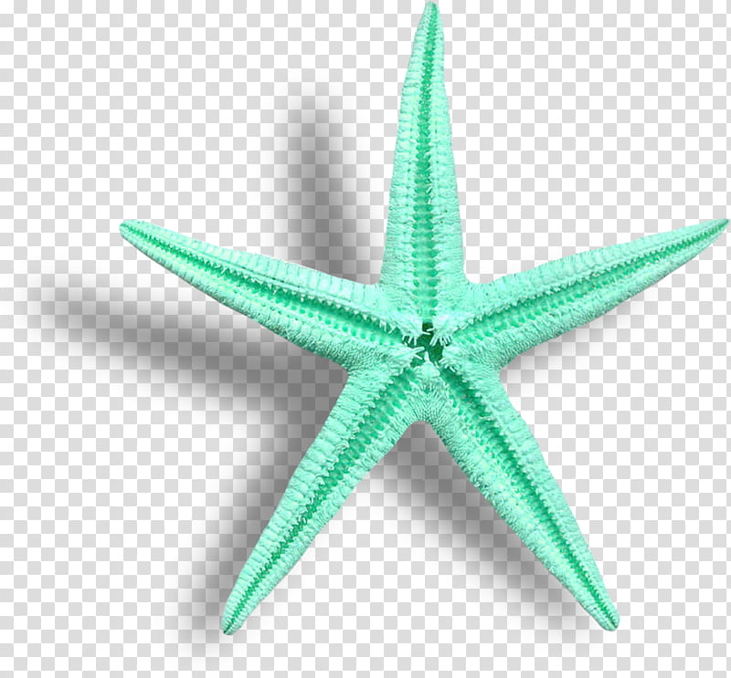 Star Drawing, Starfish, Sea, Crownofthorns Starfish, Animal, Beach, Asterozoa, Green transparent background PNG clipart