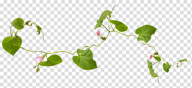 Flower Vine, Drawing, Leaf, Bindweeds, Plants, Plant Stem, Branch, Annual Plant transparent background PNG clipart