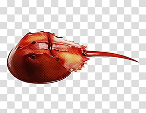 red plant transparent background PNG clipart thumbnail