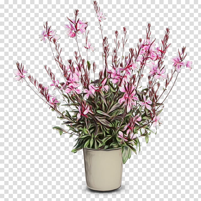 Pink Flower, White Gaura, Plants, Perennial Plant, Cut Flowers, Shrub, Purpletop Vervain, Herbaceous Plant transparent background PNG clipart
