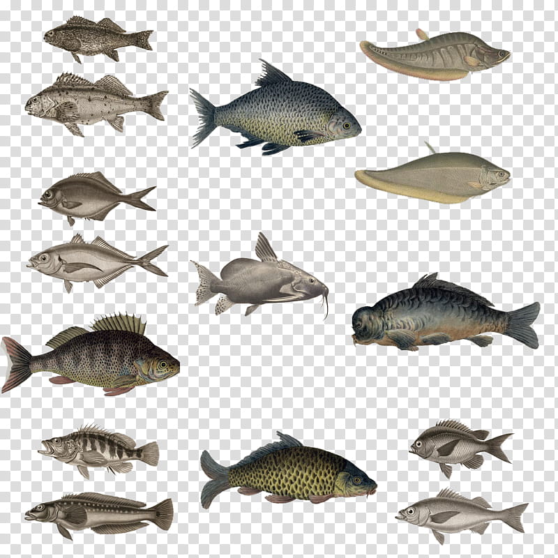 Variety Of Fishes , assorted fish art transparent background PNG clipart