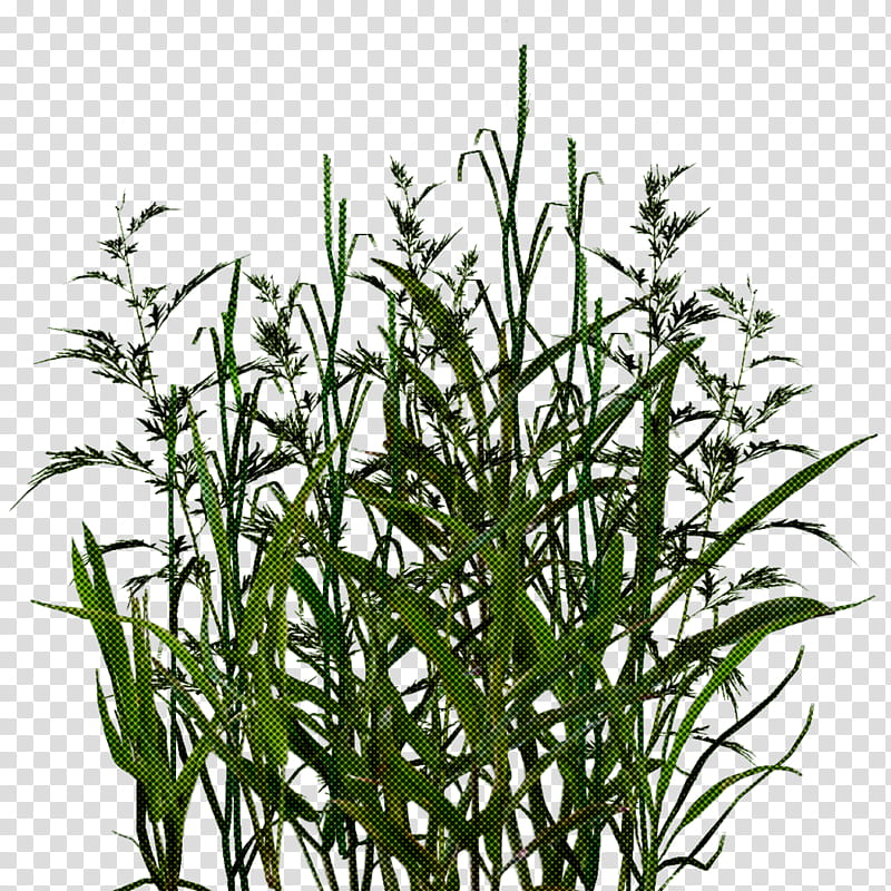 plant flower grass grass family terrestrial plant, Aquarium Decor, Plant Stem, Tarragon, Herb transparent background PNG clipart