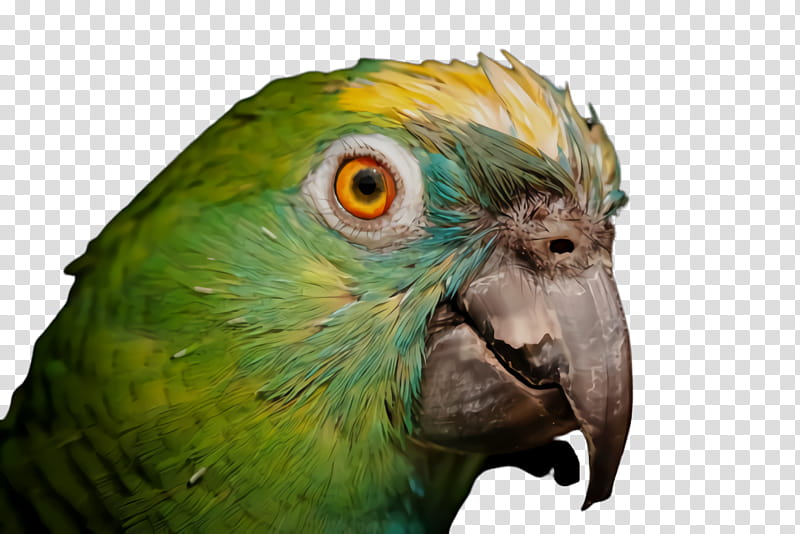 Colorful, Parrot, Bird, Exotic Bird, Tropical Bird, Macaw, , Beak transparent background PNG clipart