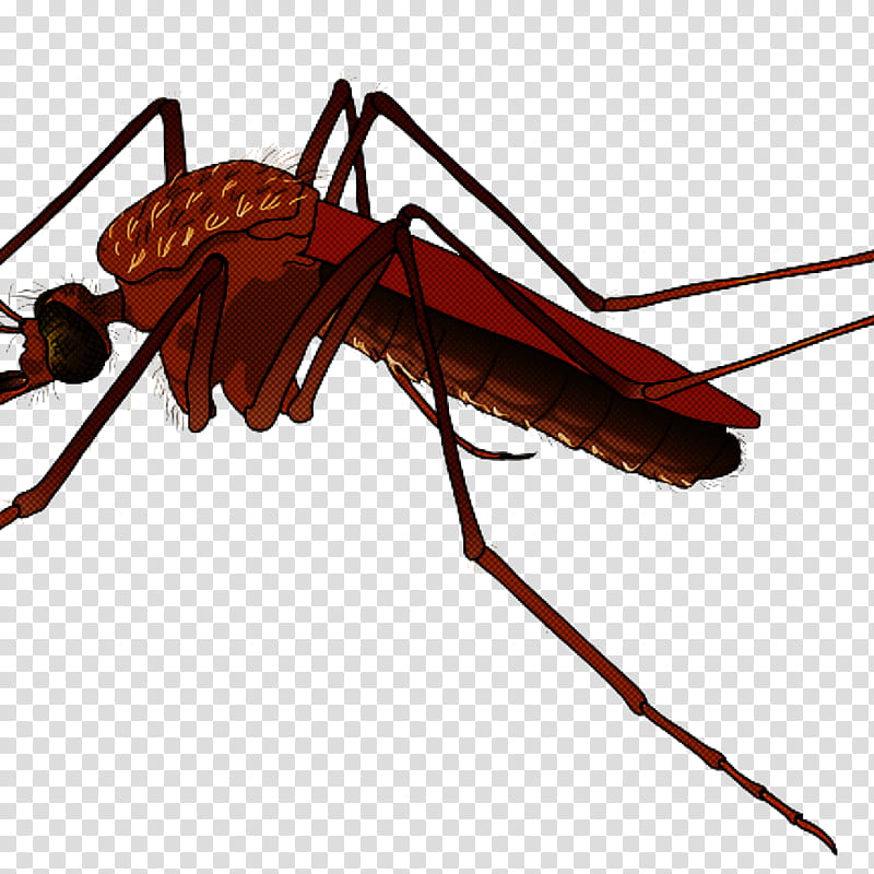 insect pest carpenter ant ant cockroach, Membranewinged Insect, Leaf Footed Bugs, Mosquito transparent background PNG clipart