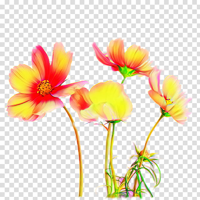 flower flowering plant petal plant cut flowers, Plant Stem, Wildflower, Garden Cosmos, Pedicel transparent background PNG clipart