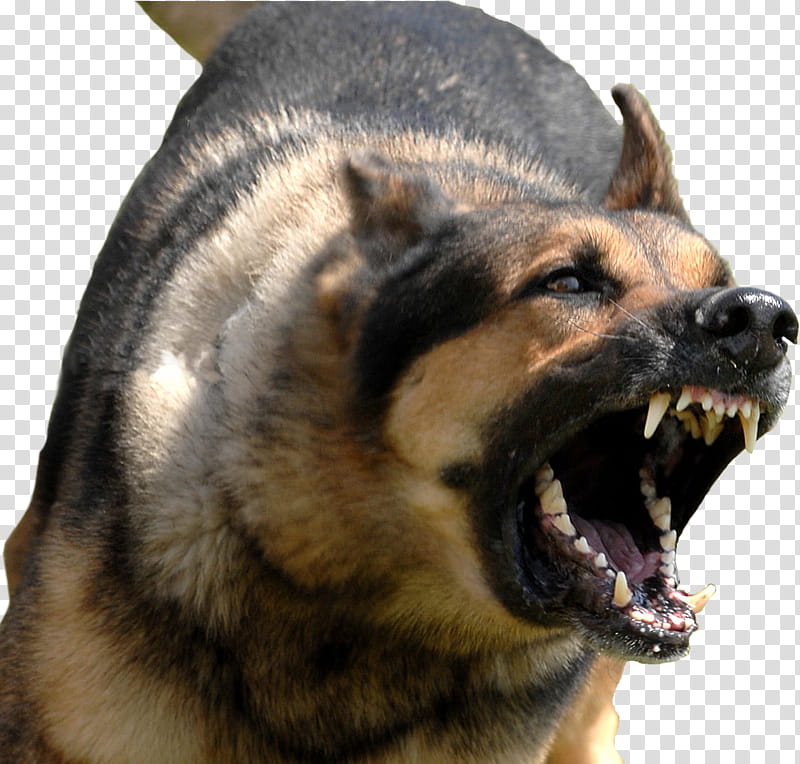 Angry Dog Bg, adult black and tan German shepherd transparent background PNG clipart