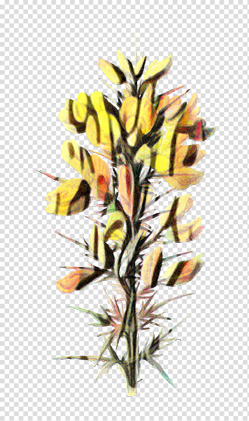 Drawing Of Family, Gorse, Wildflower, Familiar Wild Flowers, Plants, Thorns Spines And Prickles, Grass Family, Leaf transparent background PNG clipart