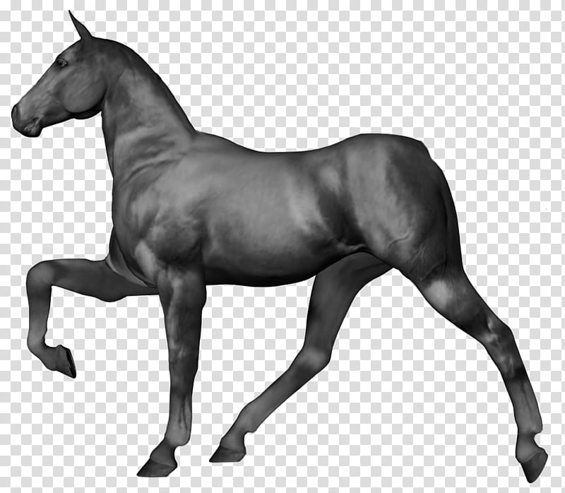 Tennessee Walker Greyscale transparent background PNG clipart