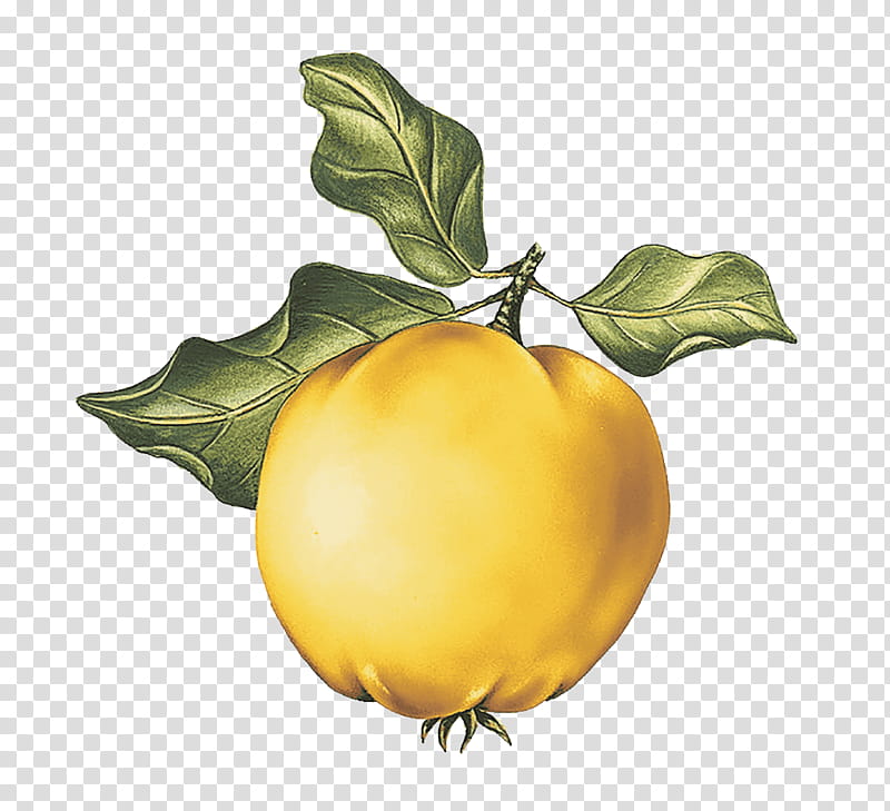 Lemon Tree, Quince, Cider, Direktsaft, Duden, Fruit, Recipe, Meaning transparent background PNG clipart