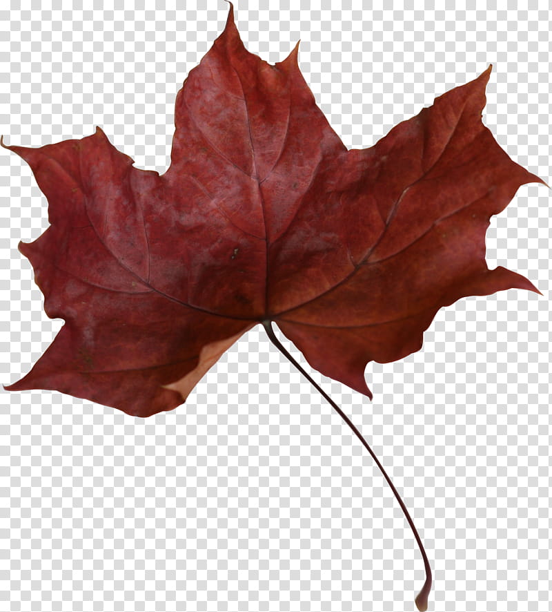 red maple leaf rotes Ahornblatt Herbstlaub, withered leaf illustraiton transparent background PNG clipart