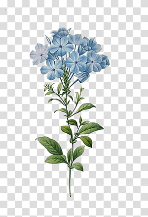 Blues Secret Garden Library transparent background PNG clipart thumbnail