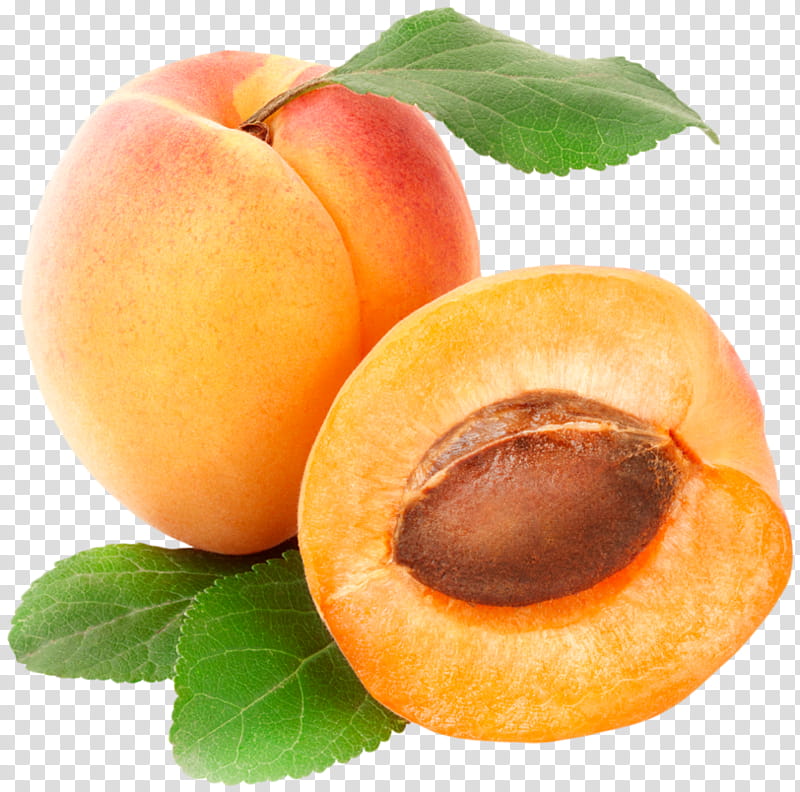 apricot tree clipart