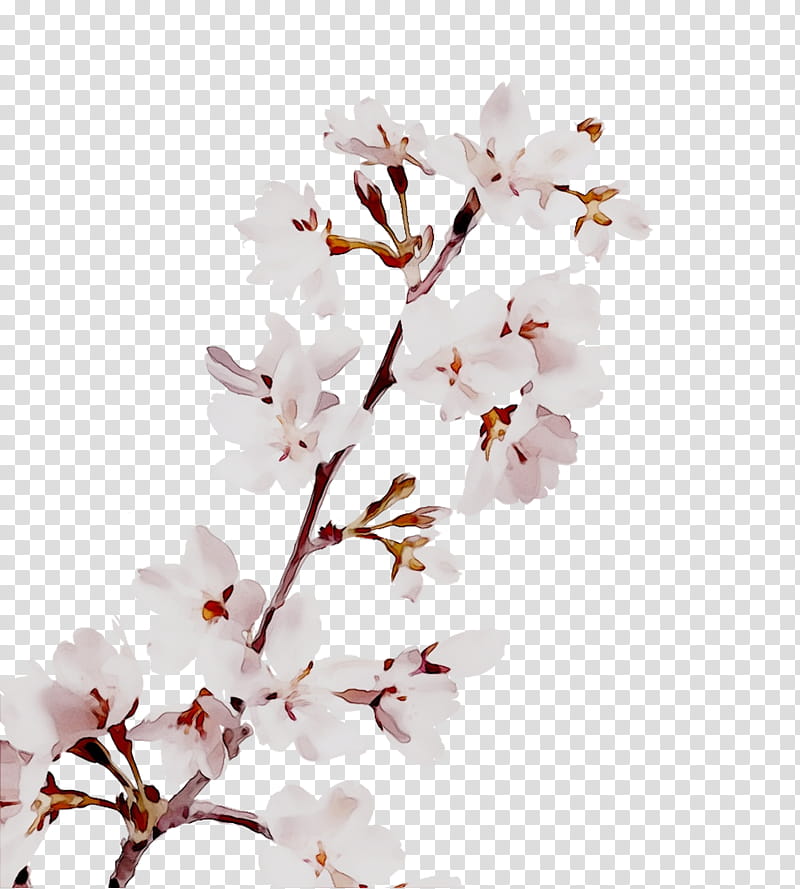 Family Tree, Cherry Blossom, Flower, Petal, Stau150 Minvuncnr Ad, Pink Flowers, Cut Flowers, Plant Stem transparent background PNG clipart