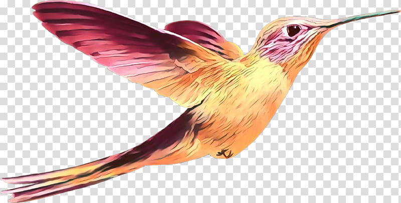 Hummingbird, Cartoon, Beak, Wing, Rufous Hummingbird, Feather, Coraciiformes, Pollinator transparent background PNG clipart