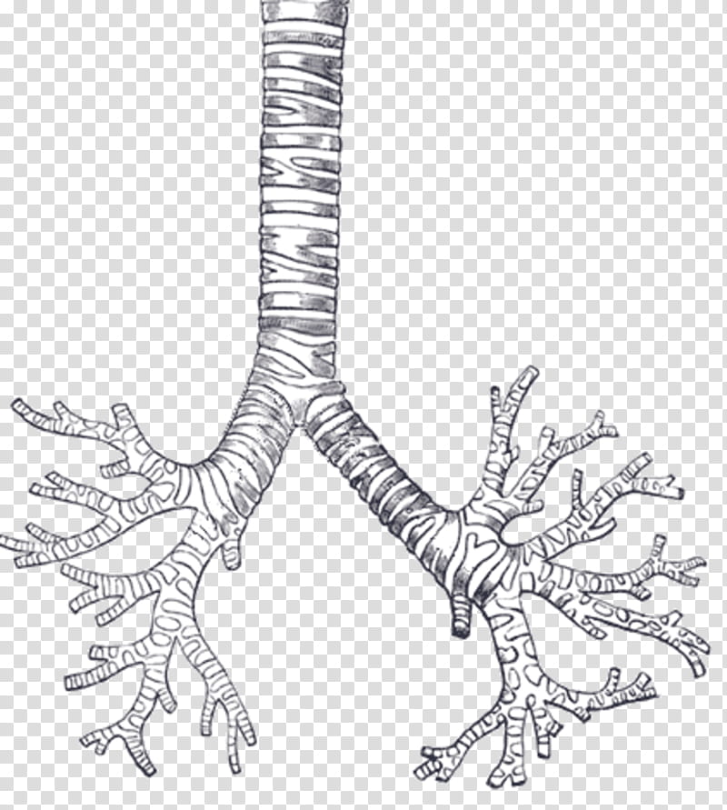 Bronchus Line Art, Respiratory System, Respiratory Tract, Trachea, Bronchiole, Larynx, Lung, Anatomy transparent background PNG clipart