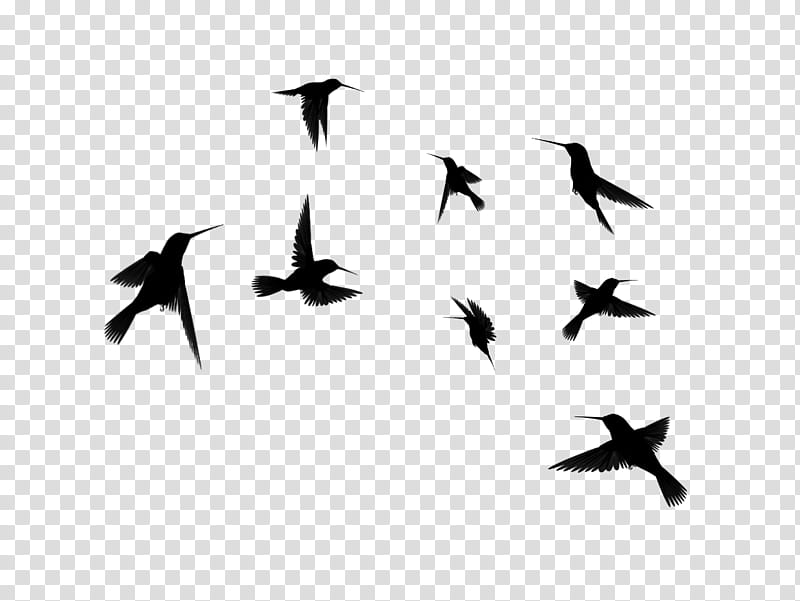 Hummingbird Drawing, Flight, Silhouette, Bird Flight, Swans, Flock, Bird Migration, Animal Migration transparent background PNG clipart