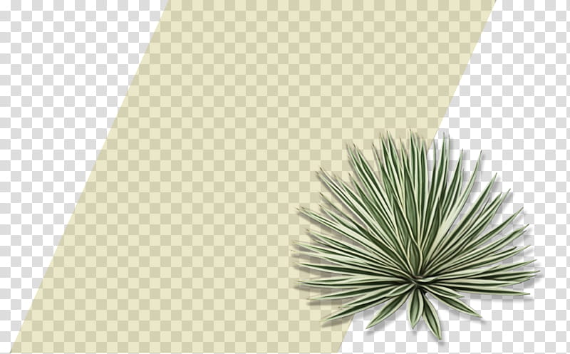 Family Tree, Agave, Inav Dbx Msci Ac World Sf, Green, Yucca, Plant, Grass, Leaf transparent background PNG clipart