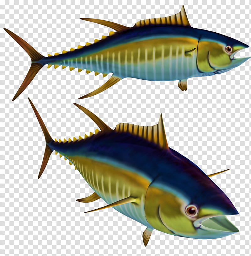 Tuna, two yellow fin tunas transparent background PNG clipart