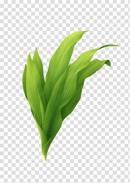 green corn leaves transparent background PNG clipart
