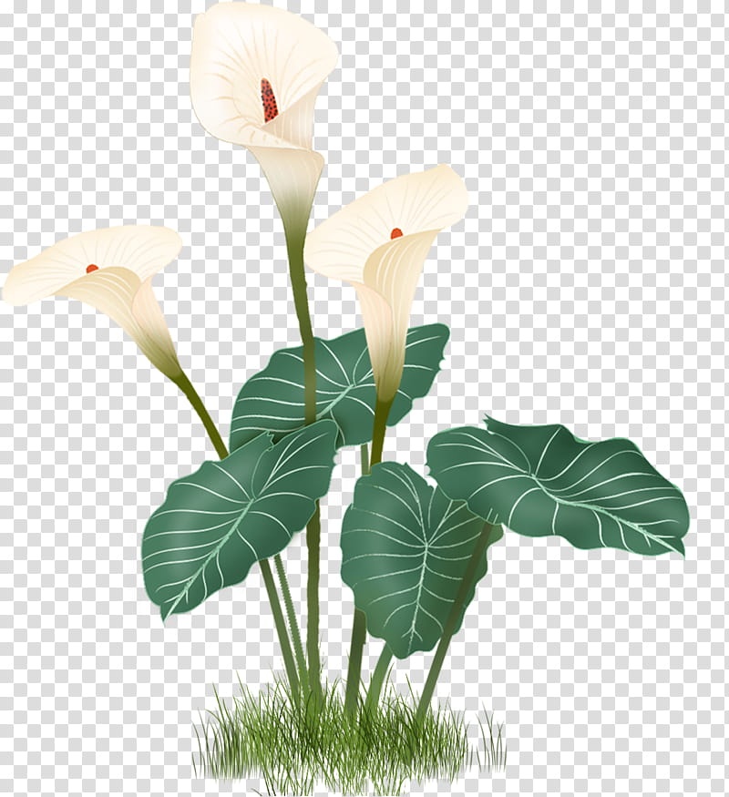 white calla lily plants transparent background PNG clipart