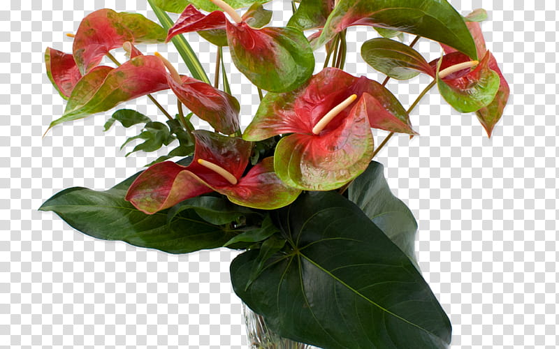Lily Flower, Painterspalette, Hawaii, Plants, Houseplant, Orchids, Anthurium Crystallinum, Plant Stem transparent background PNG clipart