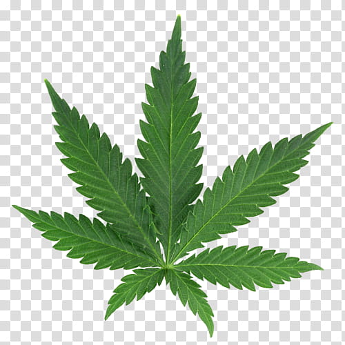 Rad , cannabis leaf transparent background PNG clipart | HiClipart