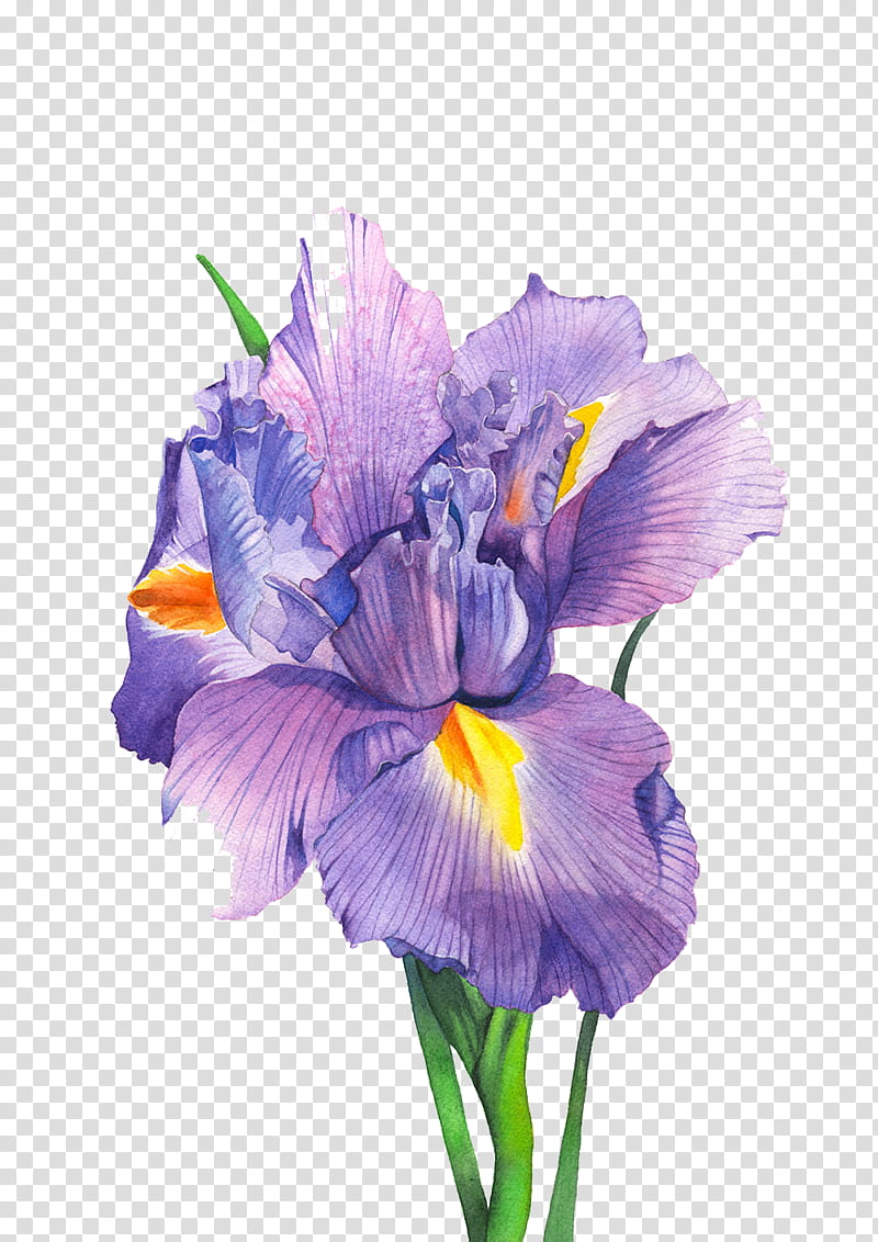 Iris Wallpapers - Top Free Iris Backgrounds - WallpaperAccess