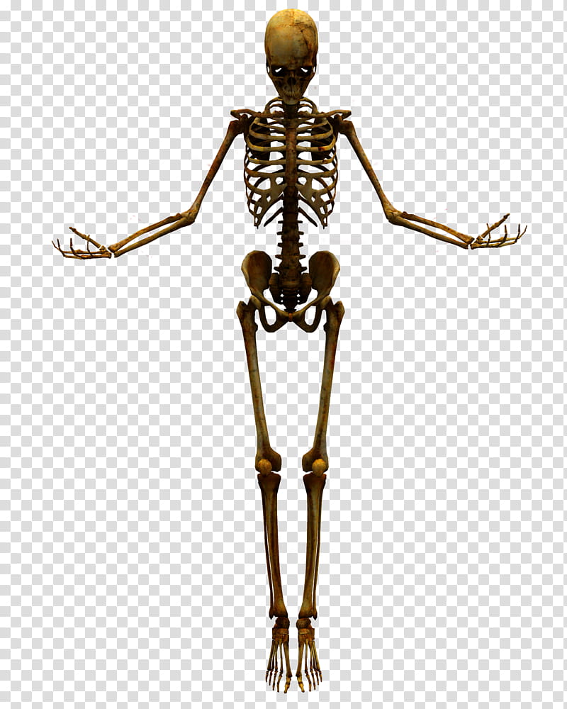 E S Bones I, skeleton illustration transparent background PNG clipart