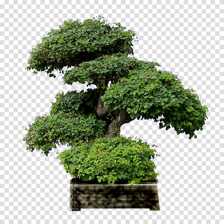 Bonsai Tree, Penjing, Chinese Sweet Plum, Garden, Chinese Garden, Flowerpot, Landscape, Shrub transparent background PNG clipart