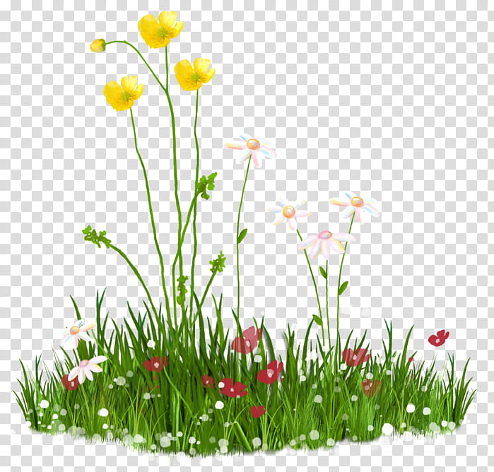 Grass Flower, Plant, Wildflower, Meadow, Petal, Plant Stem, Annual Plant transparent background PNG clipart