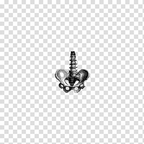 S, pelvis and spinal cord transparent background PNG clipart
