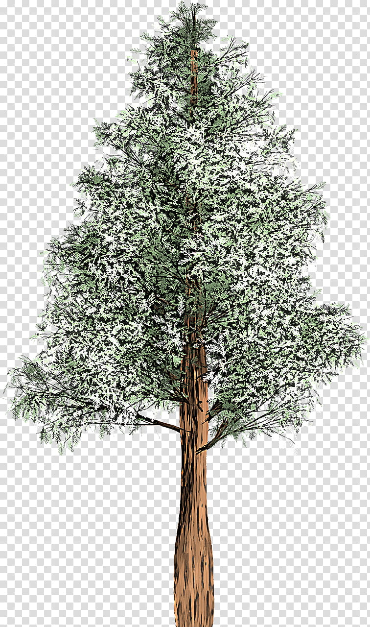 Plane, Tree, Plant, Woody Plant, American Larch, White Pine, Trunk, Branch transparent background PNG clipart