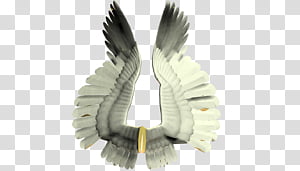 Wings 1 transparent background PNG clipart thumbnail