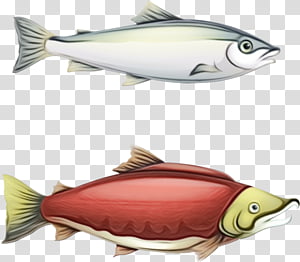 fish fish sockeye salmon salmon fish products, Watercolor, Paint, Wet Ink, Pomacentridae, Albacore Fish, Bonyfish, Rayfinned Fish transparent background PNG clipart thumbnail