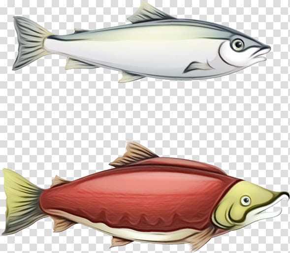 fish fish sockeye salmon salmon fish products, Watercolor, Paint, Wet Ink, Pomacentridae, Albacore Fish, Bonyfish, Rayfinned Fish transparent background PNG clipart